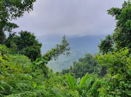 Discover Bladen Nature Reserve in Southern Belize Discover Bladen Nature Reserve in Belize