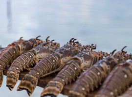 Belize announces Caribbean Spiny Lobster closed season Lobsterfest In Belize