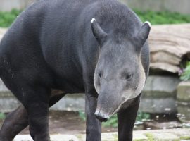 belize animals