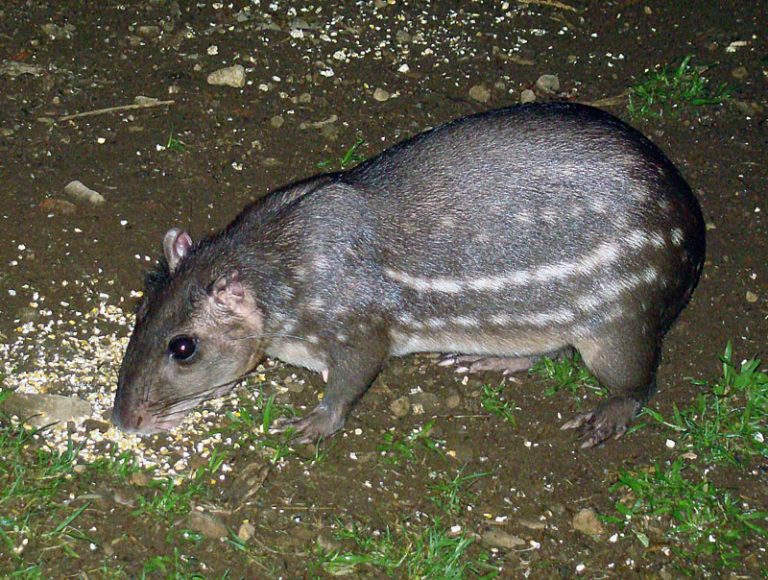 What Type Of Animals Live In Belize?