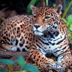 belize jaguars
