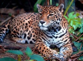 Belize Snags International Spotlight for Jaguar Conservation Initiative belize jaguars