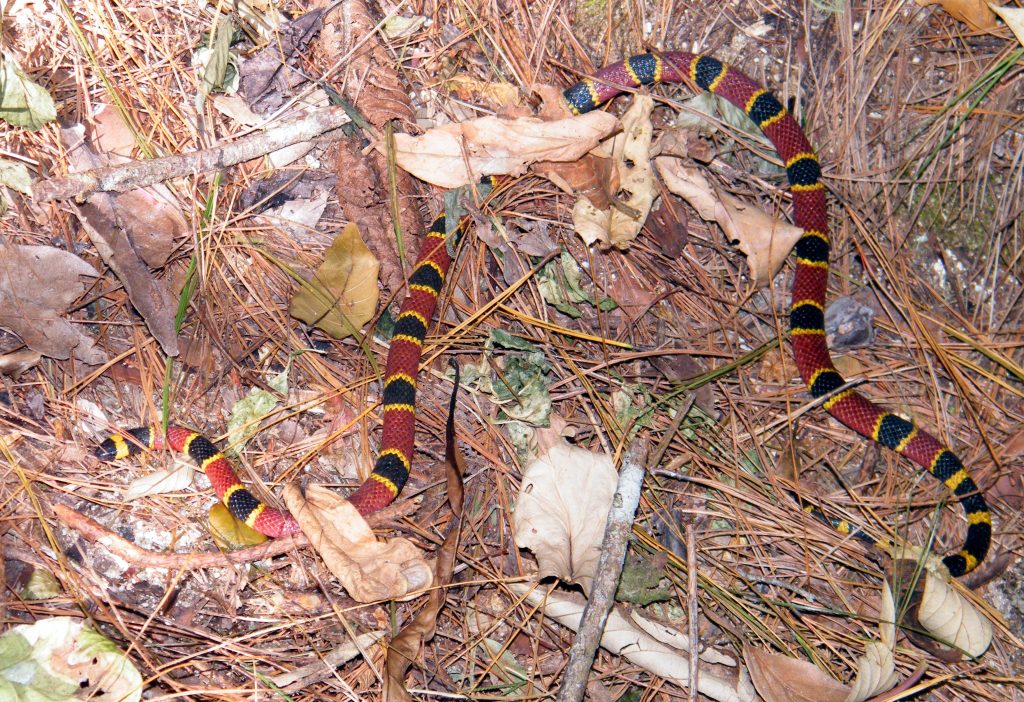 dangerous snakes of belize