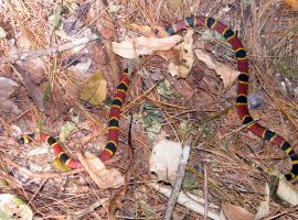 dangerous snakes of belize