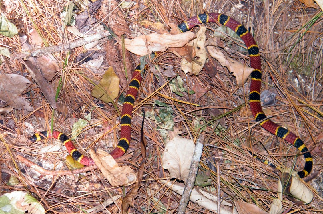 dangerous snakes of belize