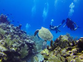 belize coral reef
