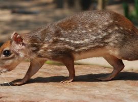 the royal rat in belize