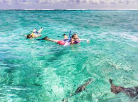 snorkeling with nurse sharks in belize