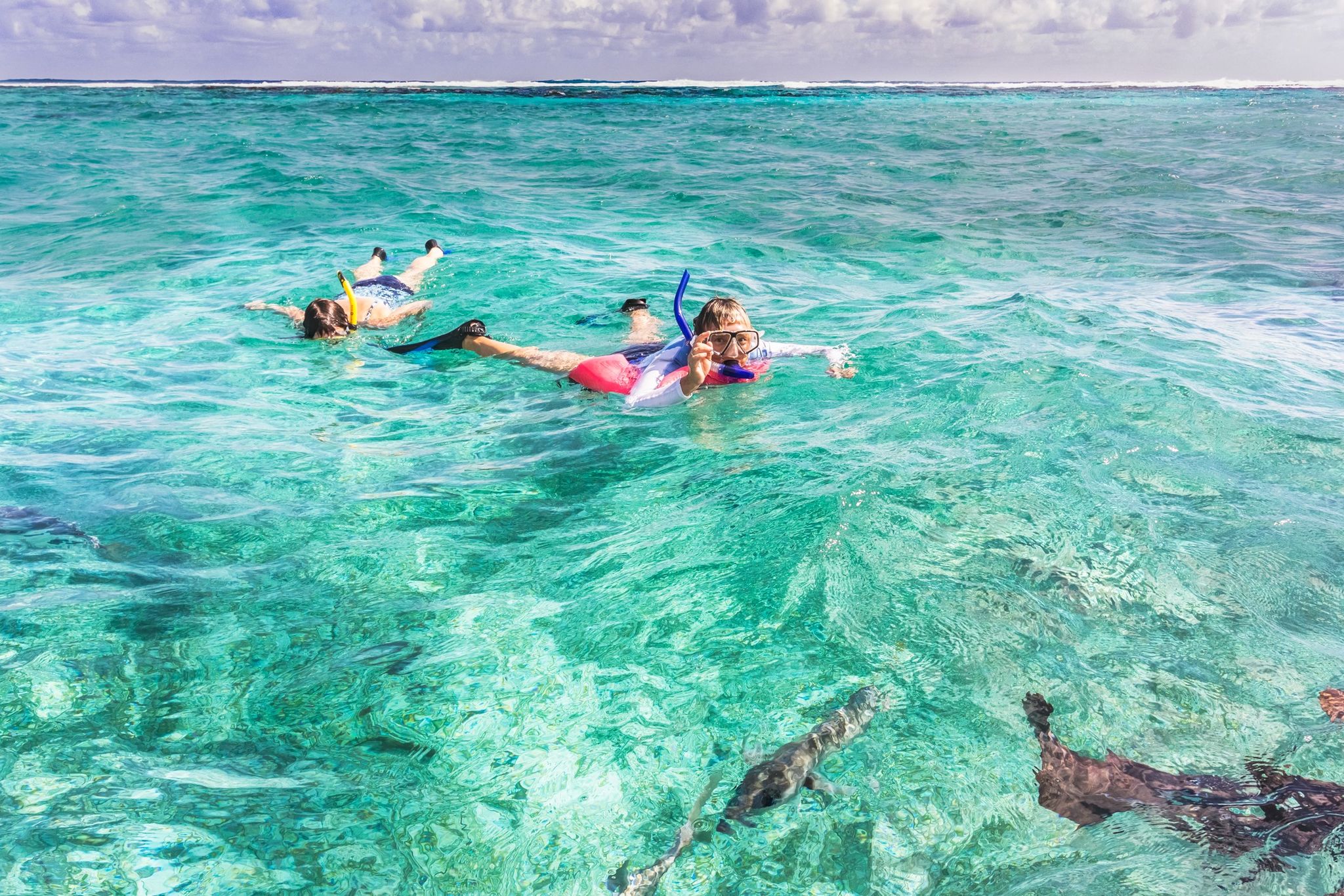snorkeling with nurse sharks in belize