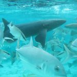 swimming with sharks in belize