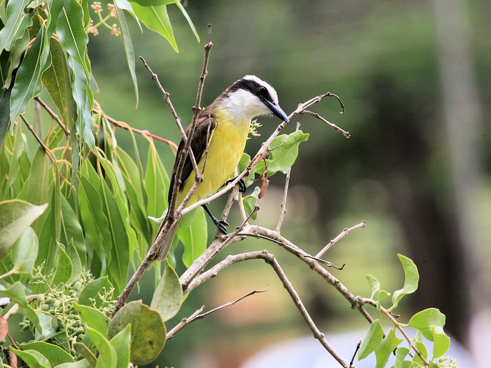 Bird Watching in Belize
