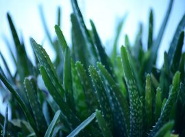 10 Belize Medicinal Plants That Heal, Soothe and Perhaps Cure belize medicinal plants