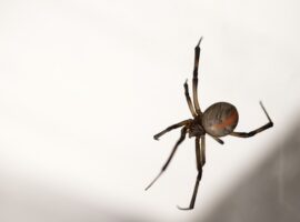 The Top Most Dangerous Animals You May Find in Belize
