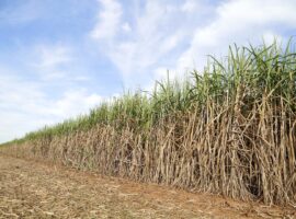 belize sugar history
