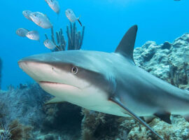 Forbes Magazine Highlights Belize's Efforts to Protect Shark Species Locally Caribbean Reef Shark