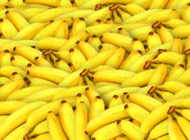 A History Of The Banana Industry In Belize banana history of belize