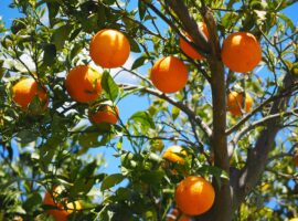 A History Of The Citrus Industry In Belize belize citrus industry