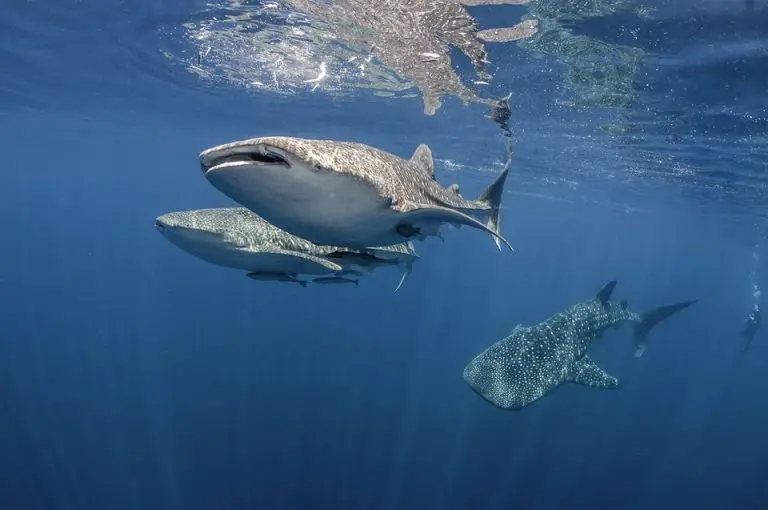 Belize Whale Shark Diving