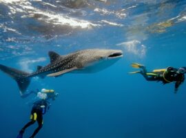 Dive Into Adventure: Swim with Whale Sharks in Placencia