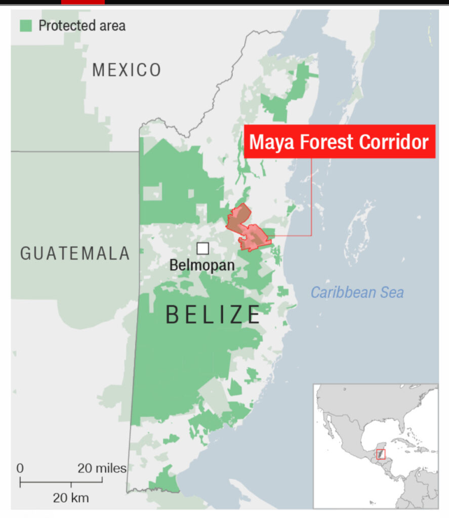 Belize Snags International Spotlight for Jaguar Conservation Initiative