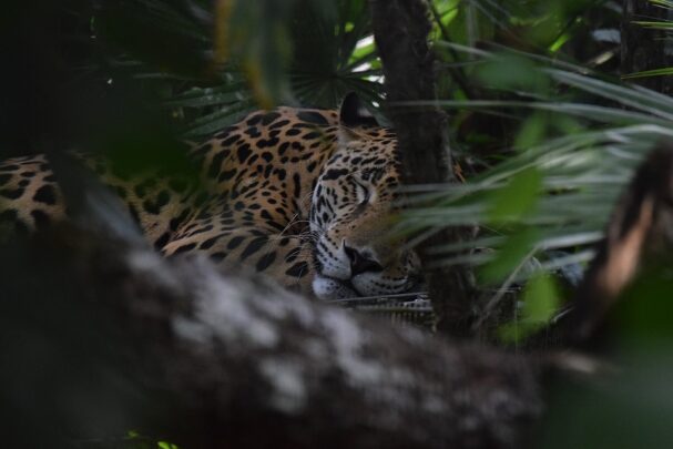 Belize rainforest wildlife
