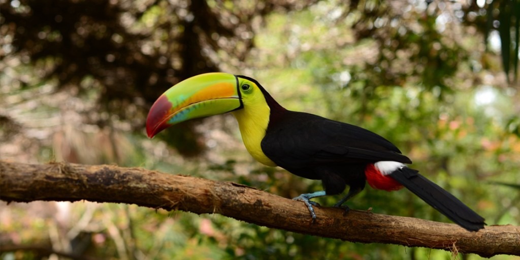 Visit the Belize Zoo