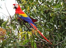 5 Wondrous Birds to See in Belize for Birding Vacationers Best Bird Watching Tours in Belize