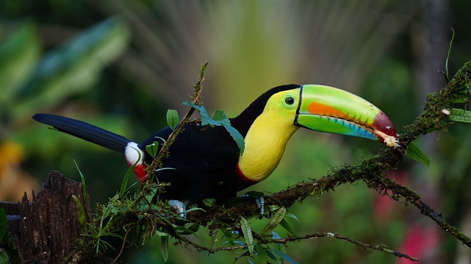 Bird Watching Tours in Belize