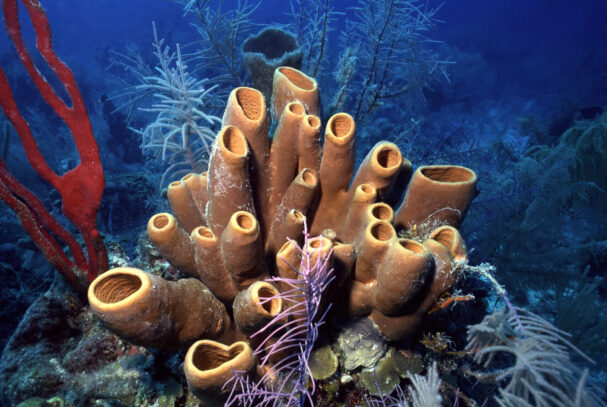 Belize Barrier Reef