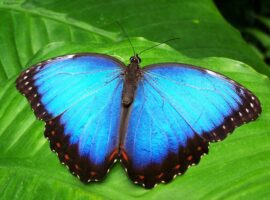 Discovering the Beauty of Butterflies in Belize: A Guide to the Top Butterfly Farms A Guide to the Top Butterfly Farms in Belize