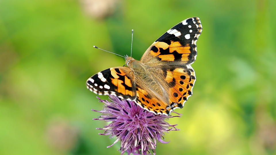 Butterflies in Belize