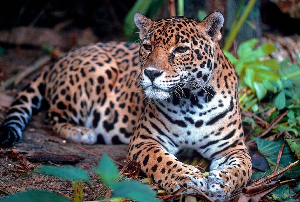 The Best Places to See Jaguars in Belize