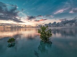 belize mangroves