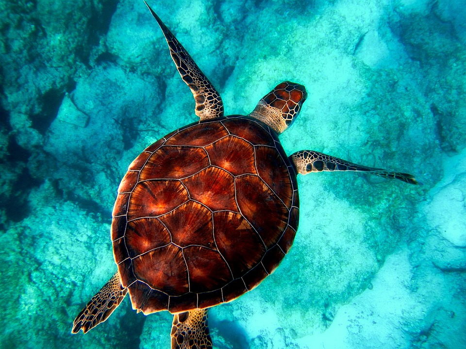 belize marine flora and fauna