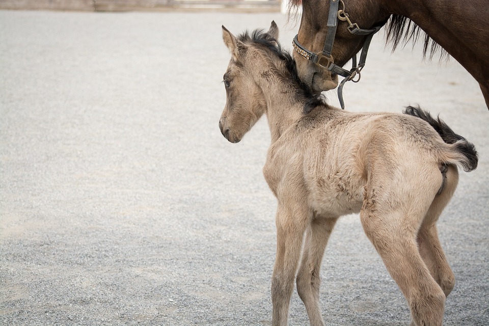 horses