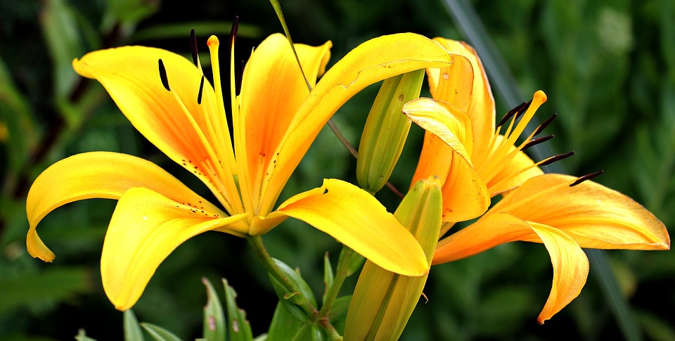 horticulture