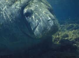 manatees