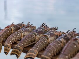 A Culinary Extravaganza Celebrating the King of the Sea
