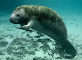Protecting the Manatees of Belize