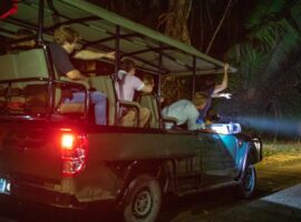 belize night safaris