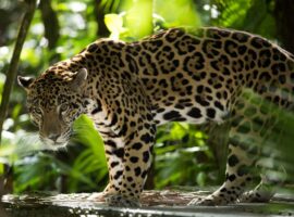 Exploring the Wonders of Belize's Cockscomb Basin Wildlife Sanctuary