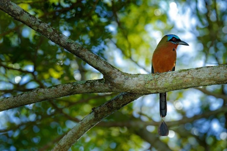 Sustainable Travel in Belize