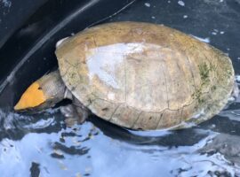 hicatee turtle