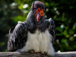 The King Vulture: Belize’s Majestic Guardian king vulture