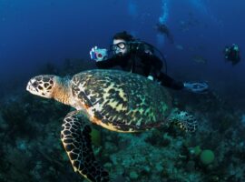 Belize Tops TripSavvy's 2024 Travel List: Discover Unparalleled Adventure and Culture Go Scuba Diving on the Belize Barrier Reef