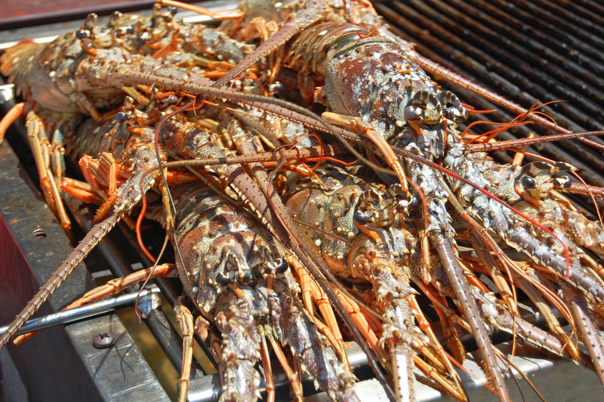 Culinary Journey Like No Other