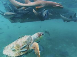 10 Reasons Why August is the Perfect Time to Visit Belize things to do in Belize August