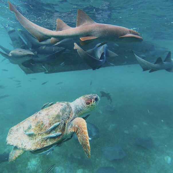 Sea Wildlife in Belize