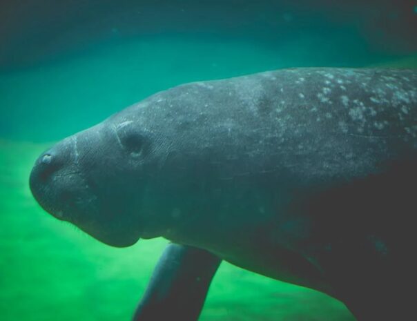belize manatee tours
