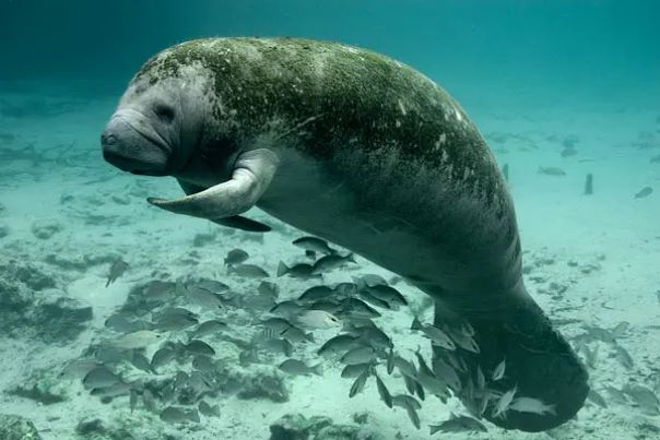 belize wildlife sanctuary